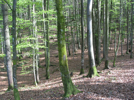 Kapuzinerberg